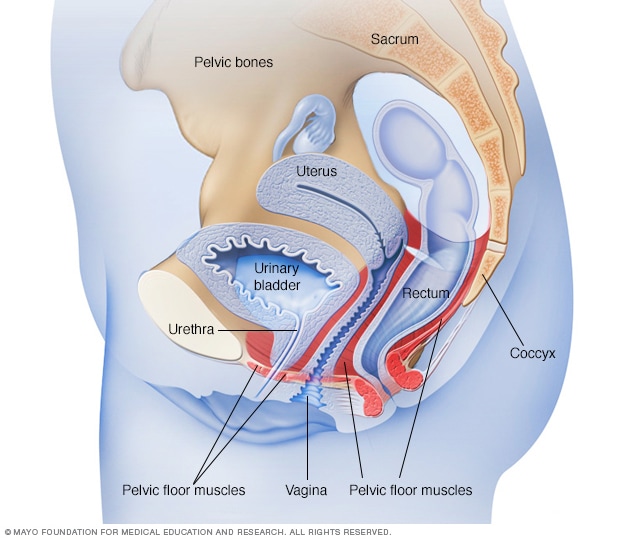 Músculos que se activan durante los ejercicios de Kegel